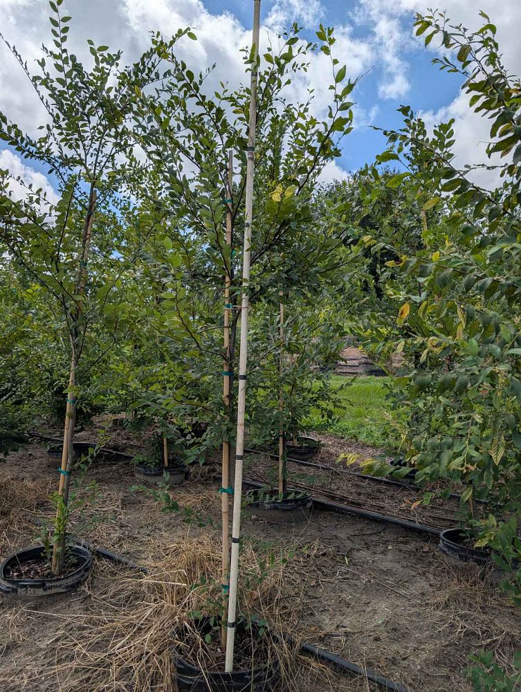 ulmus-alata-winged-elm-kalysta