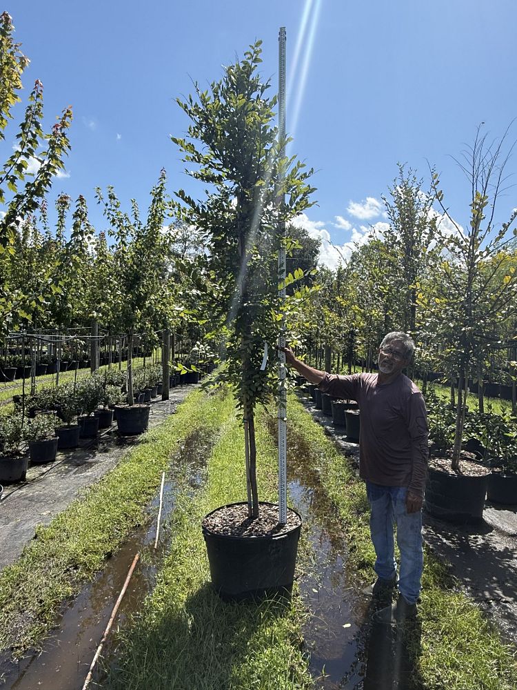 ulmus-alata-winged-elm-kalysta