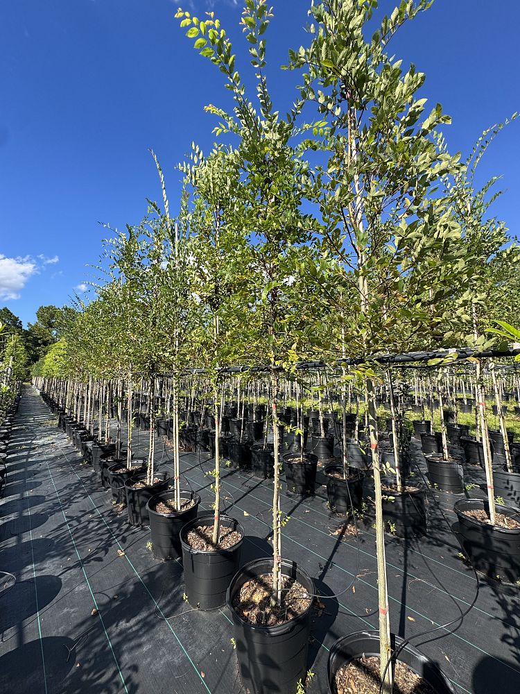 ulmus-alata-winged-elm-kalysta
