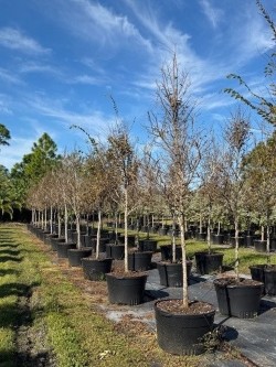 ulmus-alata-winged-elm-kalysta