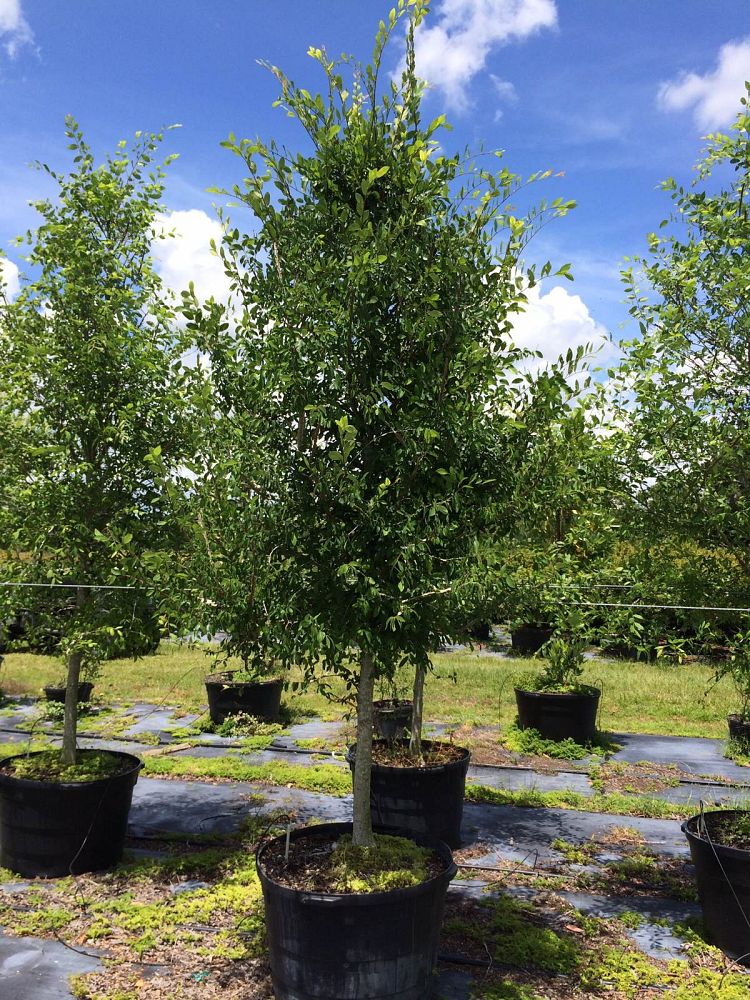 ulmus-alata-winged-elm