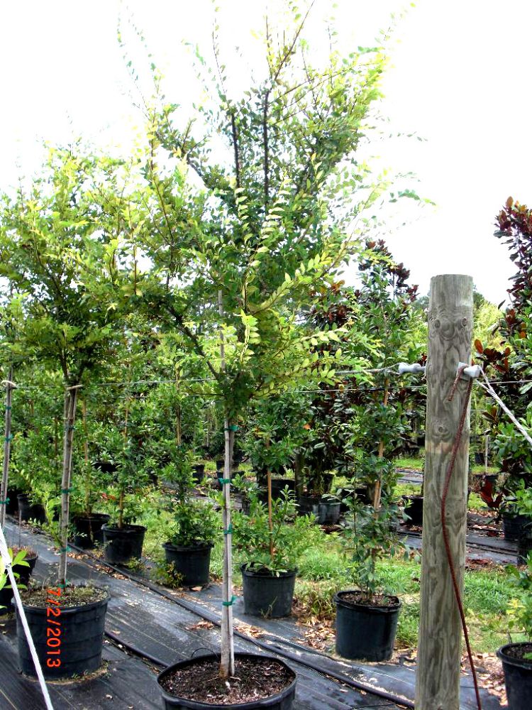 ulmus-alata-winged-elm