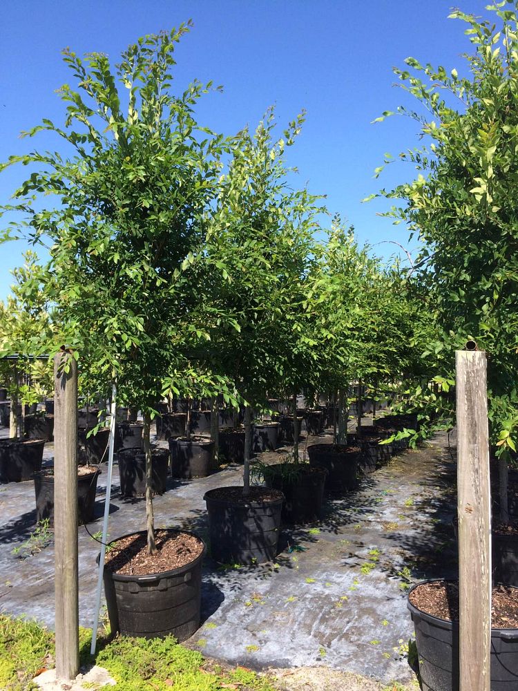 ulmus-alata-winged-elm