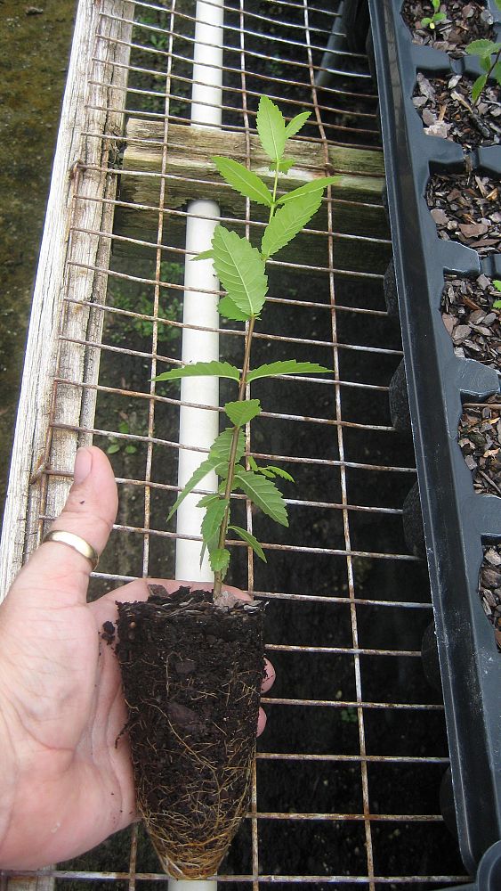 ulmus-alata-winged-elm