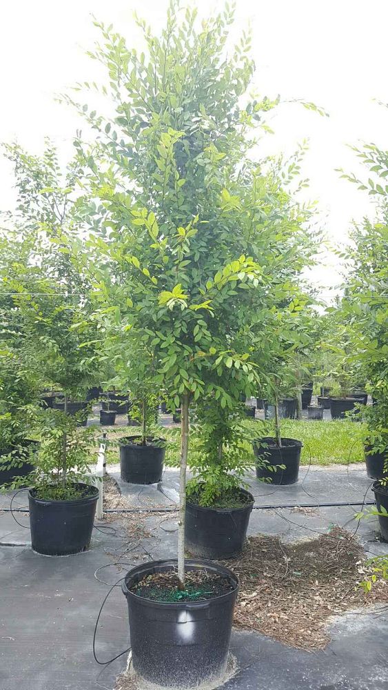 ulmus-alata-winged-elm