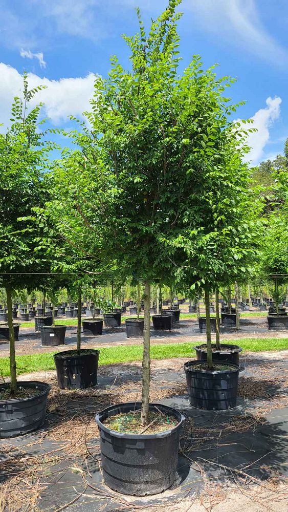 ulmus-alata-winged-elm