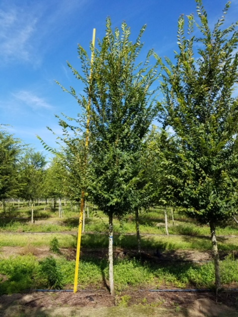 ulmus-alata-winged-elm