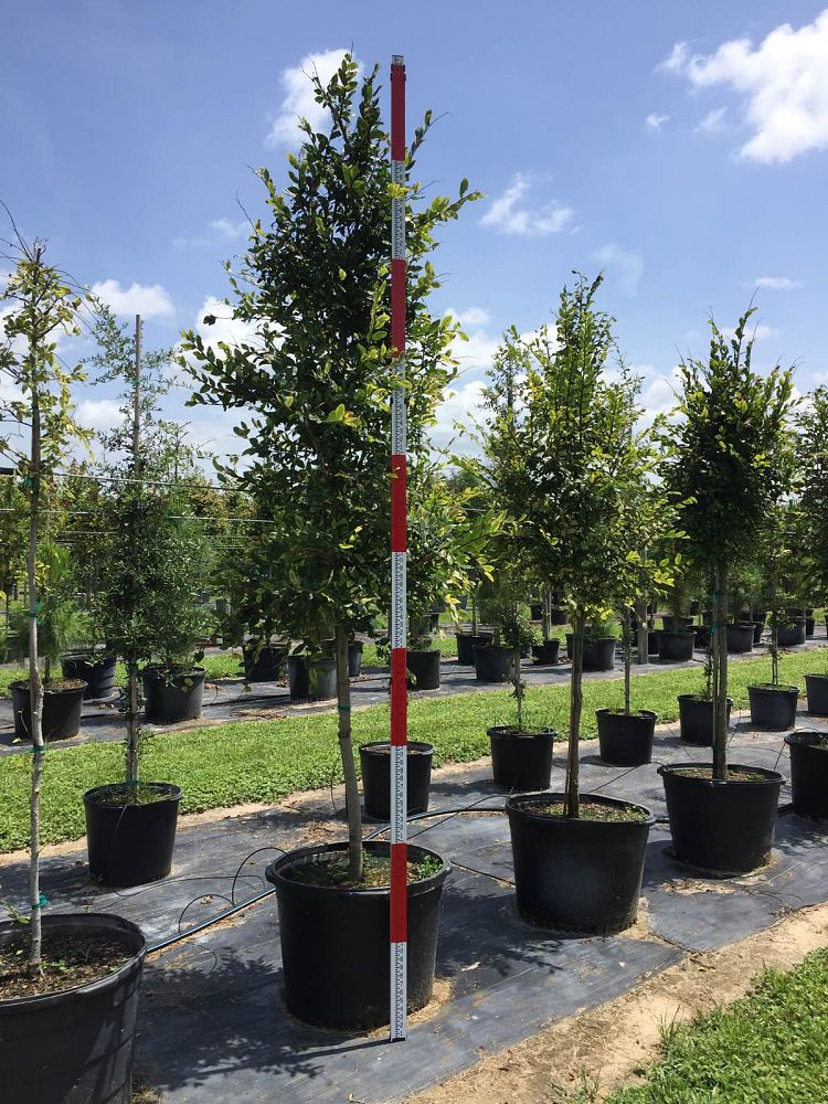 ulmus-alata-winged-elm