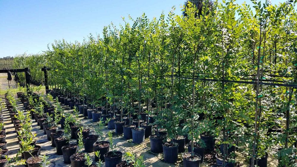 ulmus-alata-winged-elm
