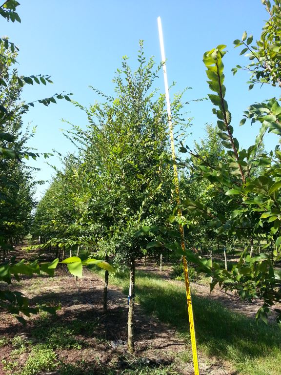 ulmus-alata-winged-elm