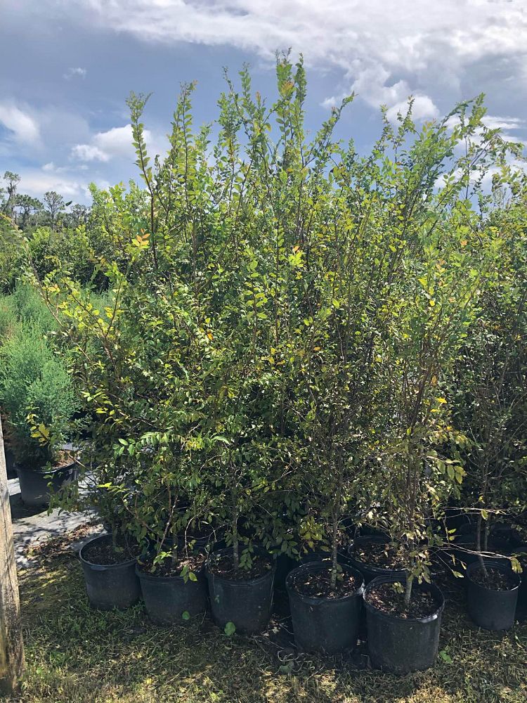 ulmus-alata-winged-elm