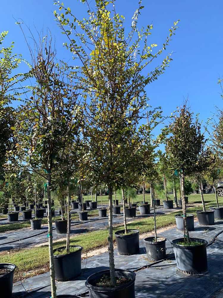 ulmus-alata-winged-elm