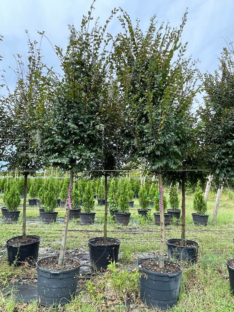 ulmus-alata-winged-elm
