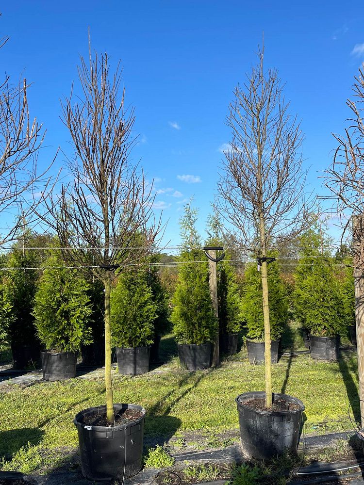 ulmus-alata-winged-elm