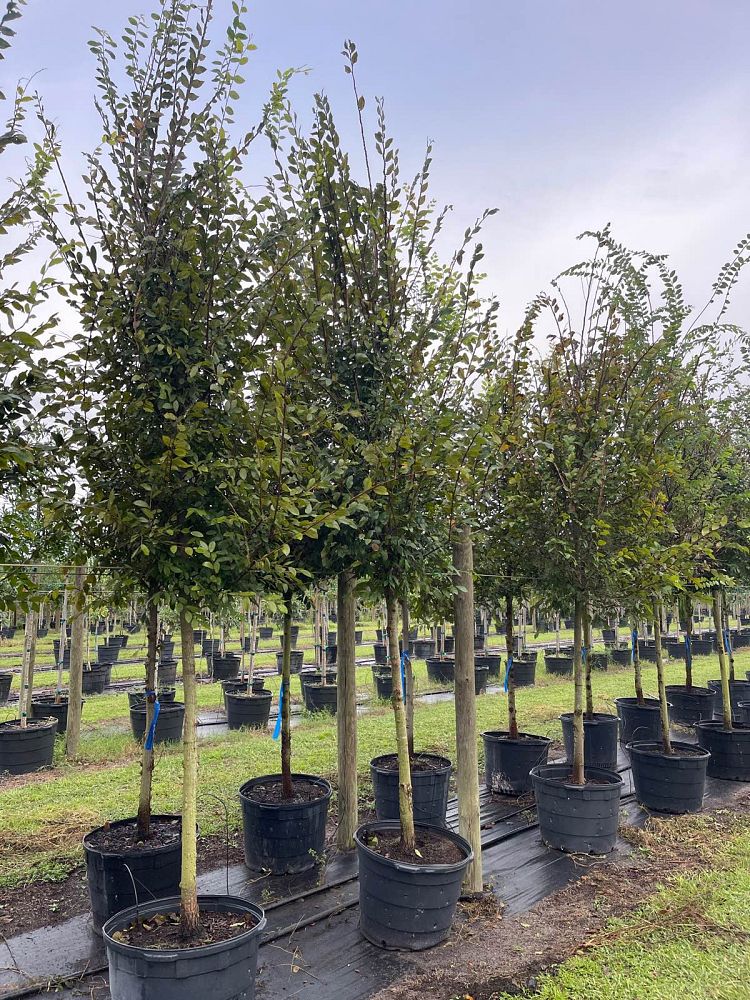 ulmus-alata-winged-elm