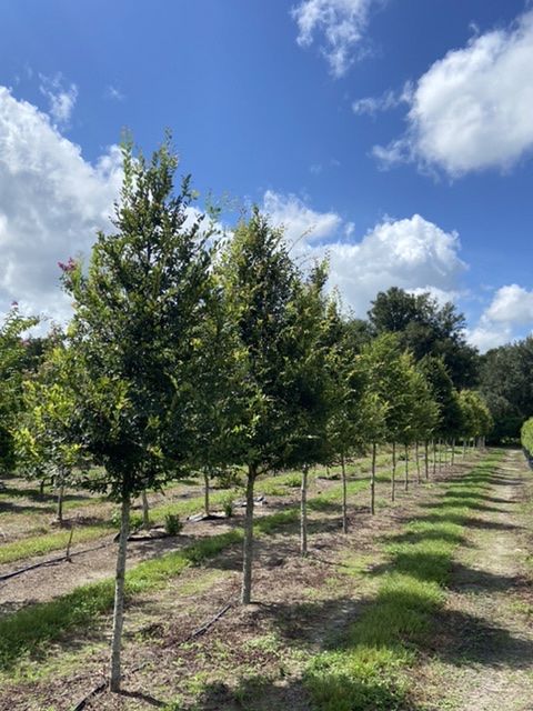 ulmus-alata-winged-elm