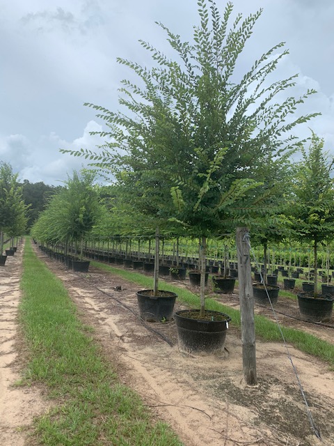 ulmus-alata-winged-elm
