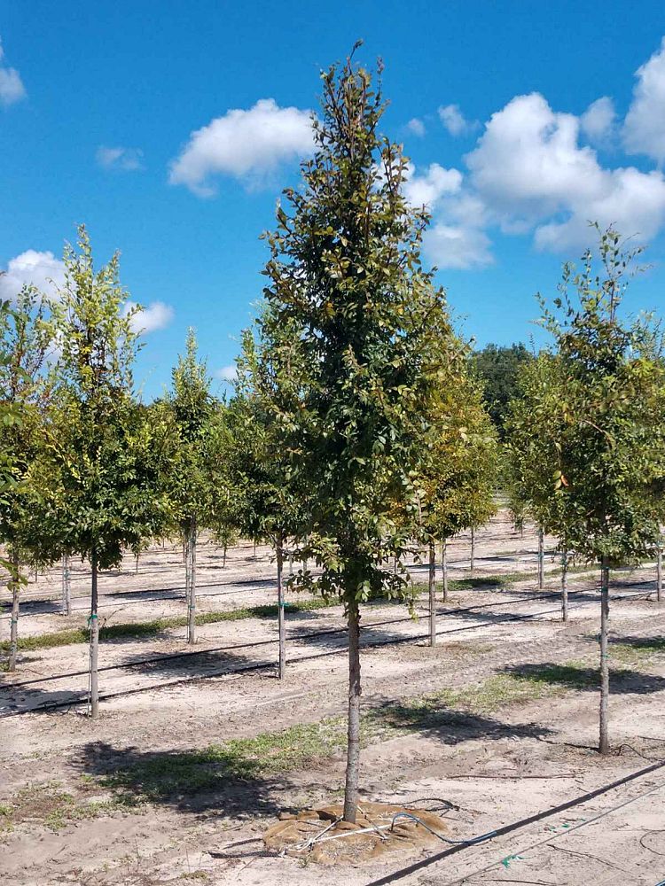 ulmus-alata-winged-elm