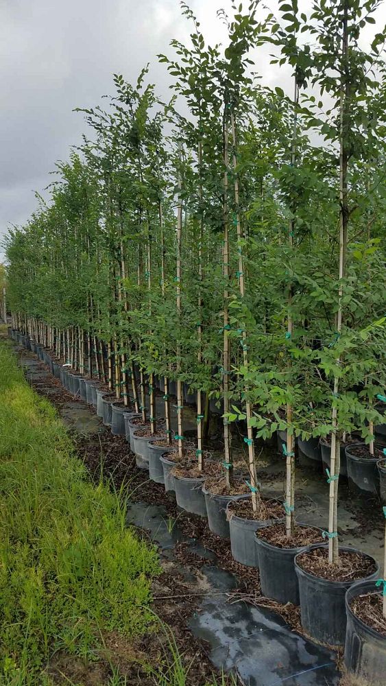 ulmus-alata-winged-elm