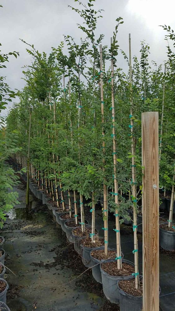 ulmus-alata-winged-elm