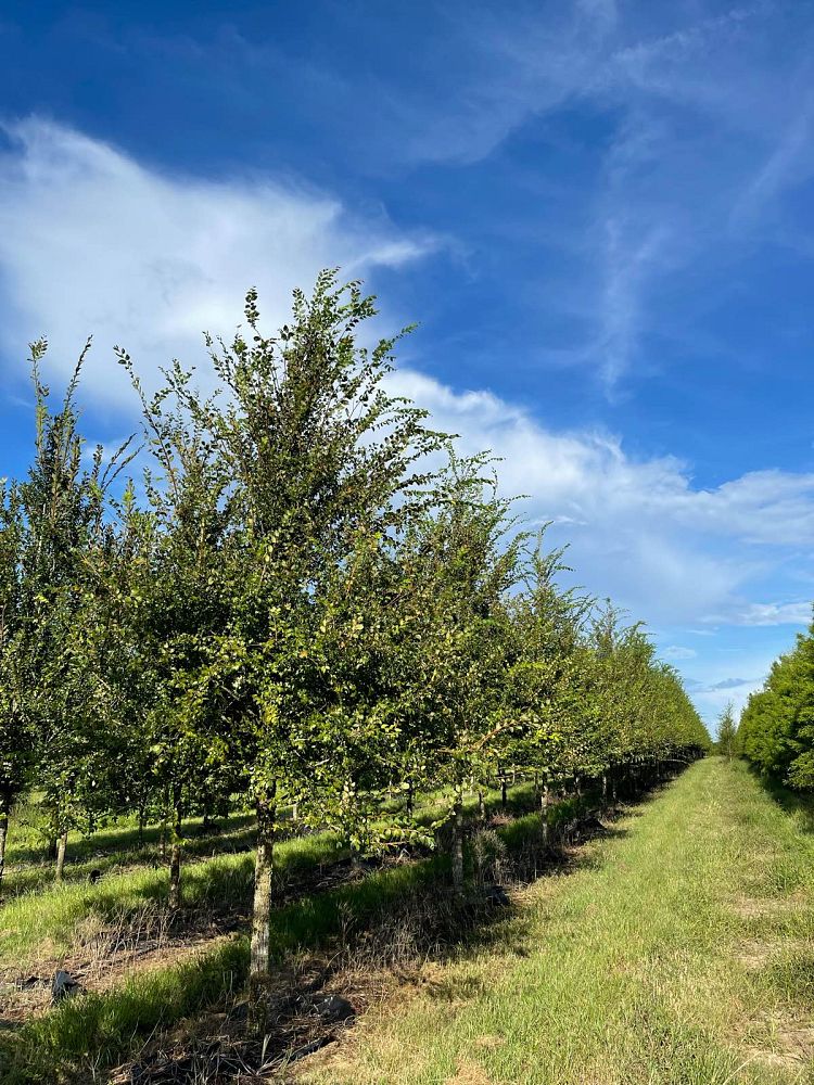 ulmus-alata-winged-elm