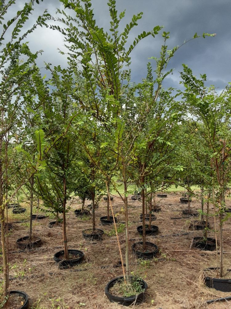 ulmus-alata-winged-elm