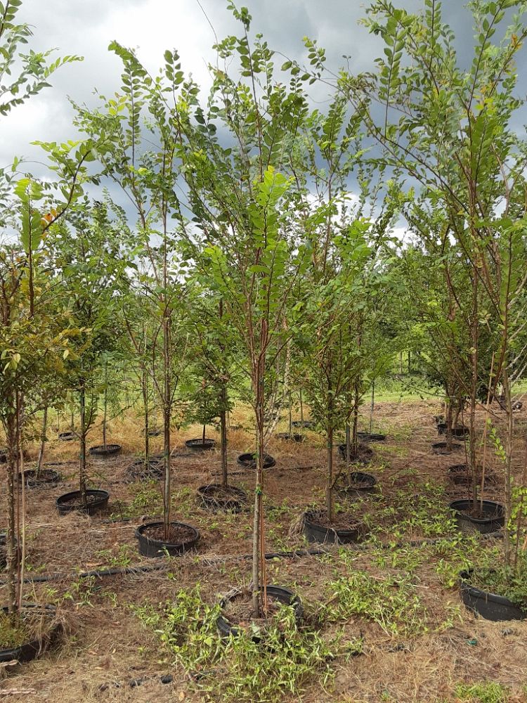 ulmus-alata-winged-elm