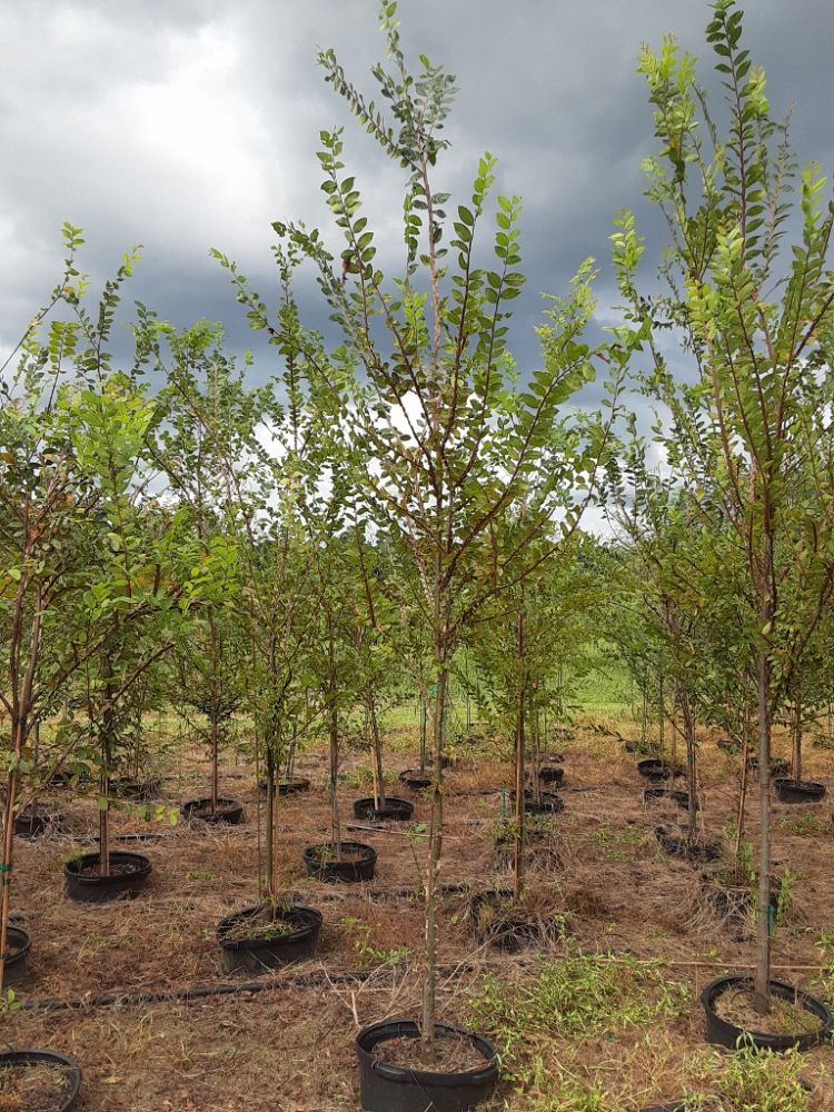 ulmus-alata-winged-elm