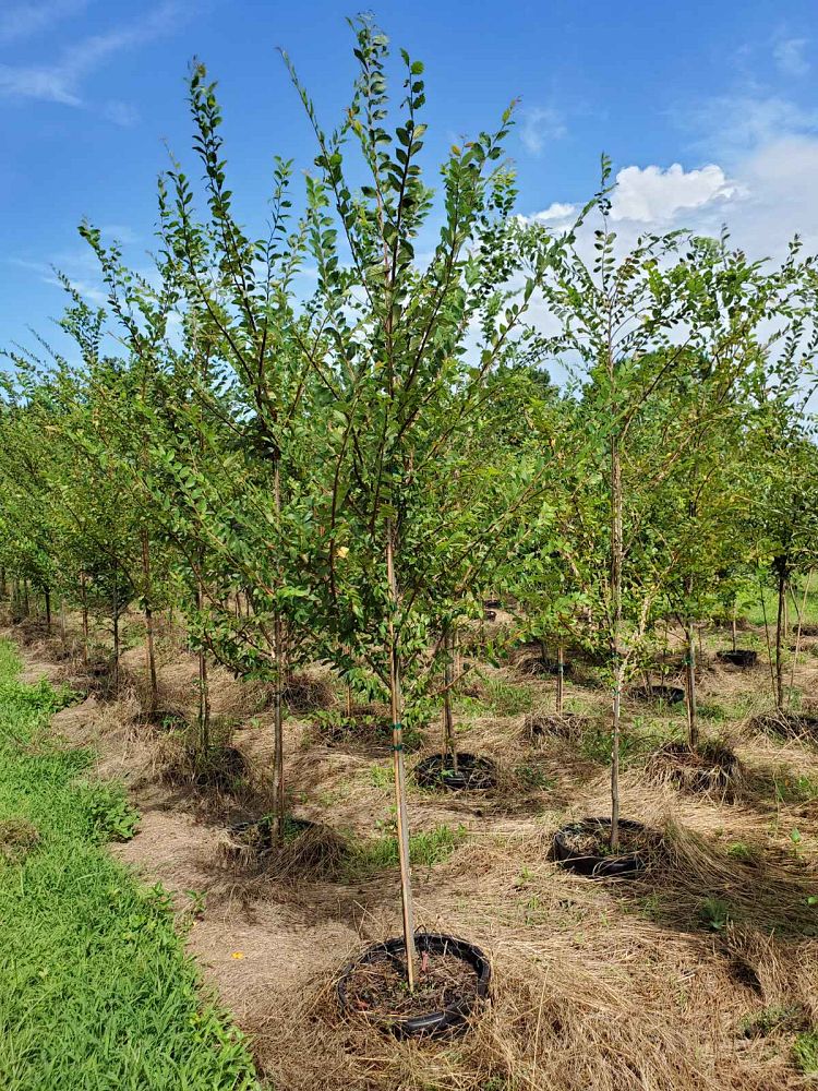 ulmus-alata-winged-elm