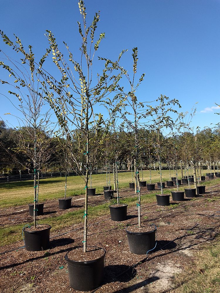ulmus-alata-winged-elm