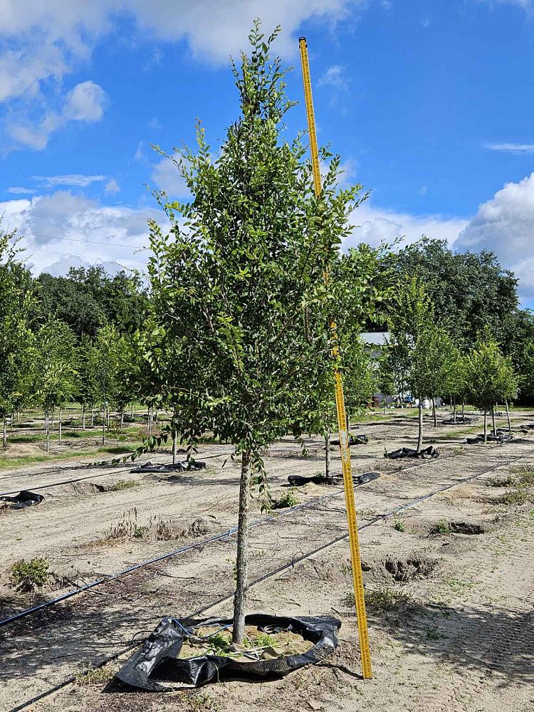 ulmus-alata-winged-elm