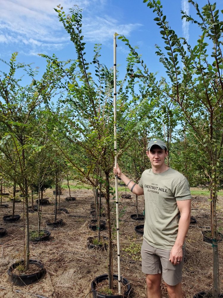 ulmus-alata-winged-elm
