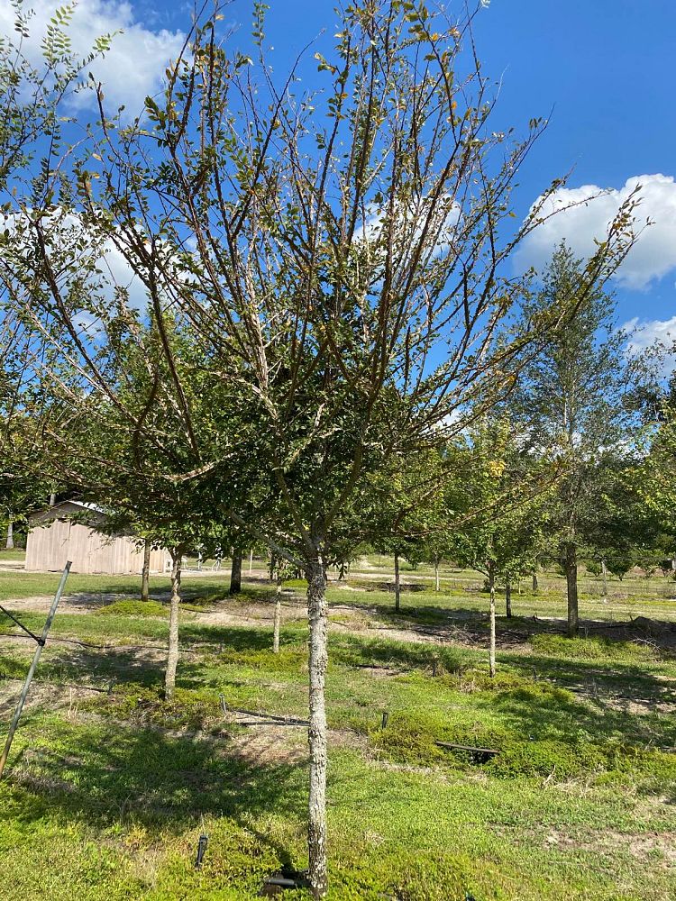 ulmus-alata-winged-elm