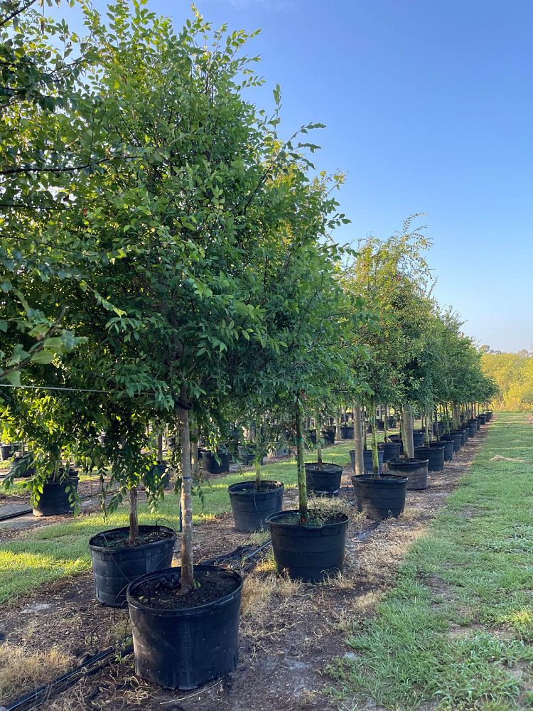 ulmus-alata-winged-elm