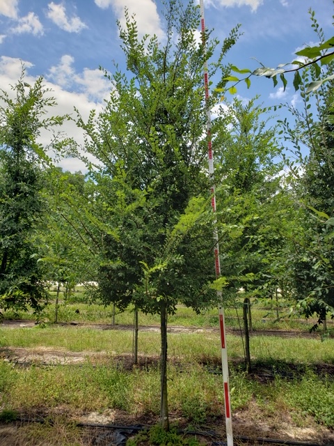 ulmus-alata-winged-elm