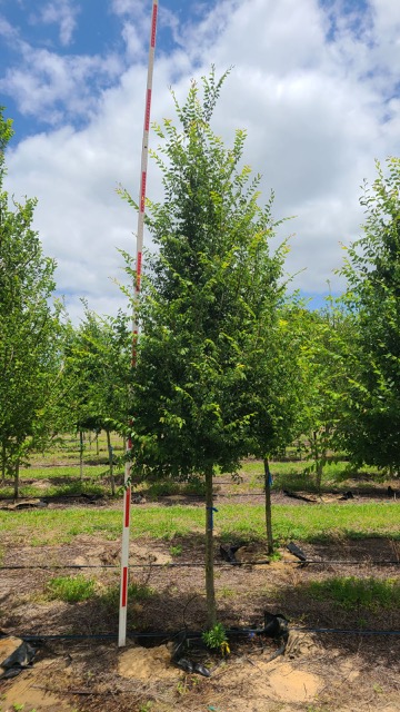 ulmus-alata-winged-elm
