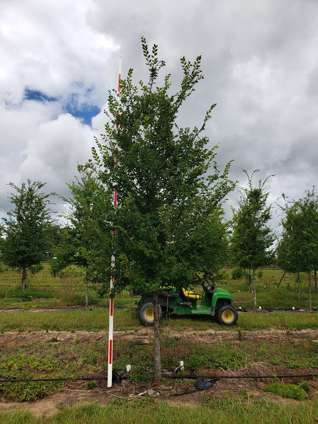 ulmus-alata-winged-elm