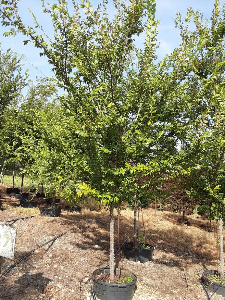 ulmus-alata-winged-elm