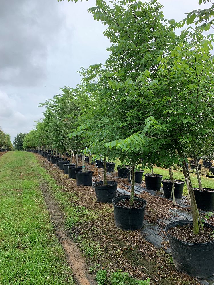 ulmus-alata-winged-elm