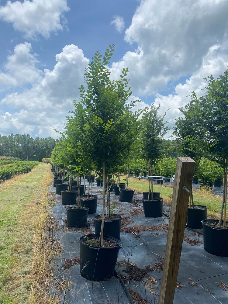 ulmus-alata-winged-elm