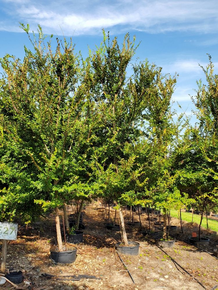 ulmus-alata-winged-elm