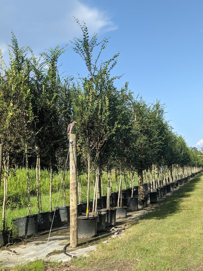 ulmus-alata-winged-elm