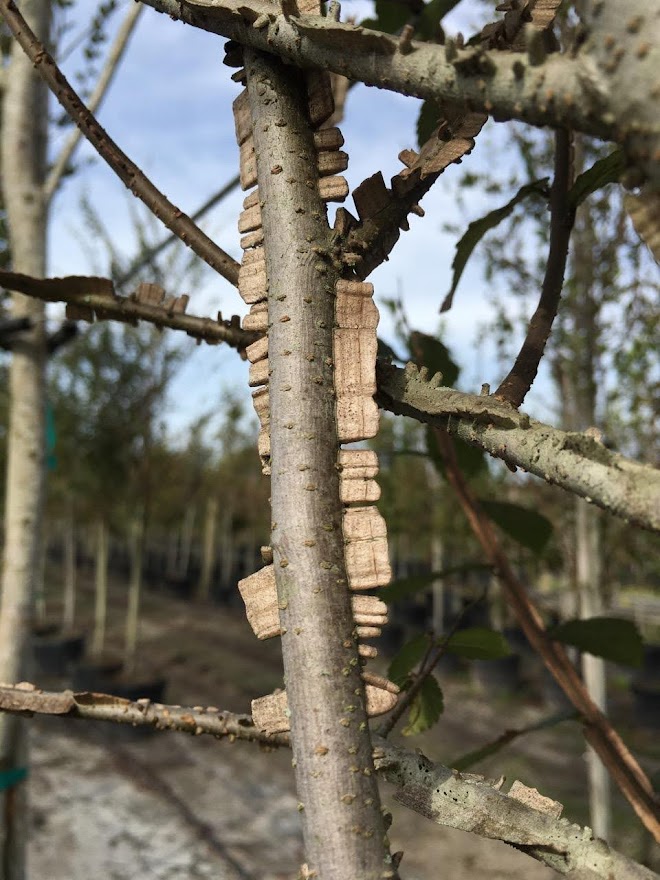 ulmus-alata-winged-elm