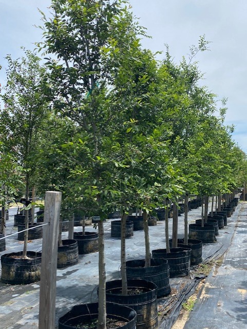 ulmus-alata-winged-elm