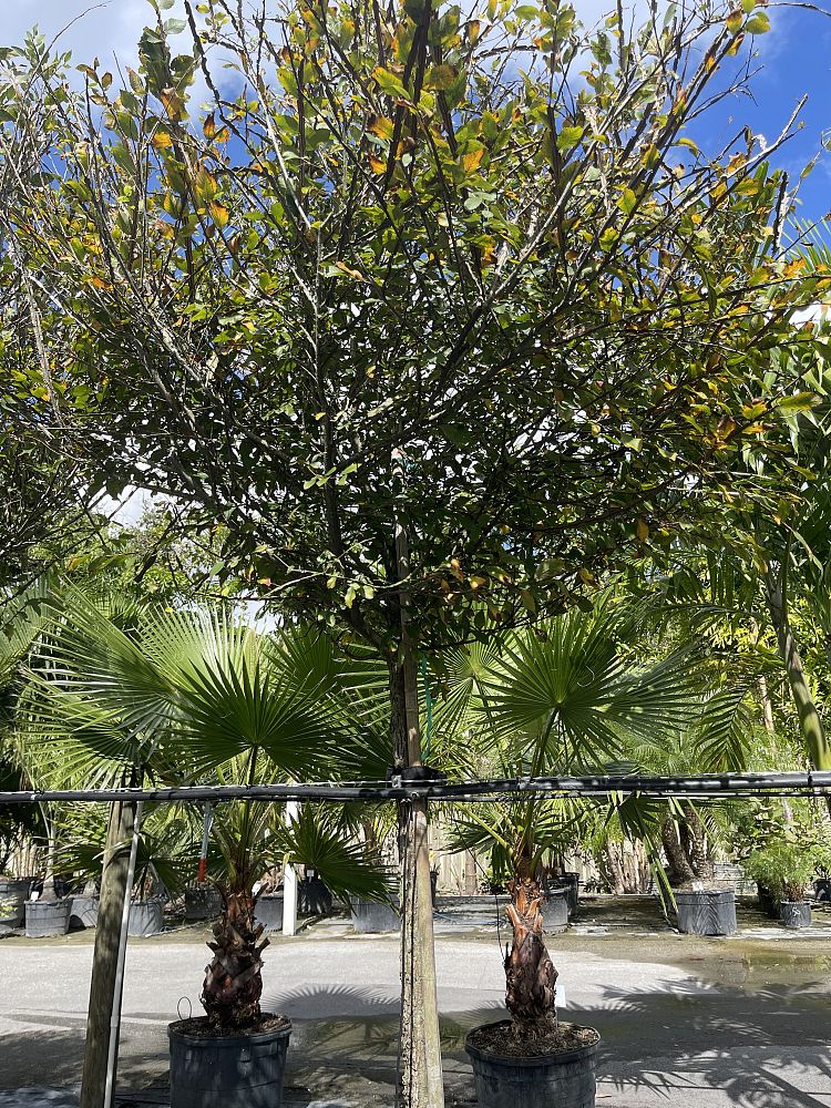 ulmus-alata-winged-elm