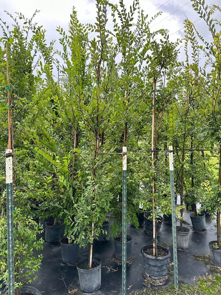 ulmus-alata-winged-elm