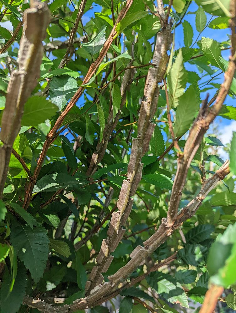 ulmus-alata-winged-elm