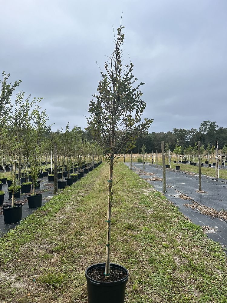 ulmus-alata-winged-elm