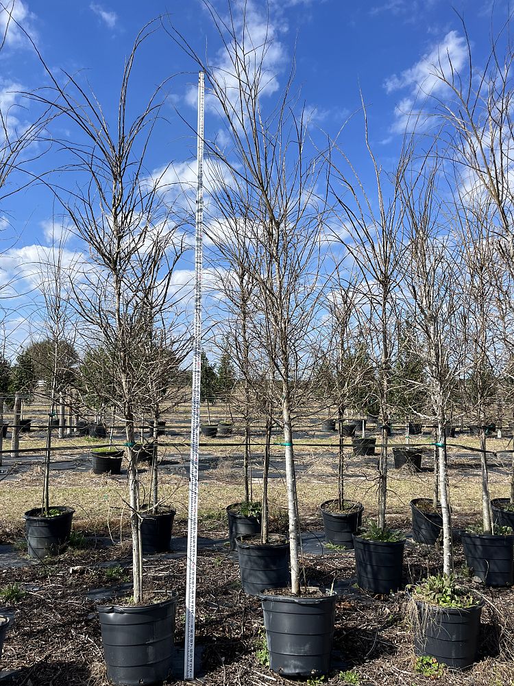 ulmus-alata-winged-elm