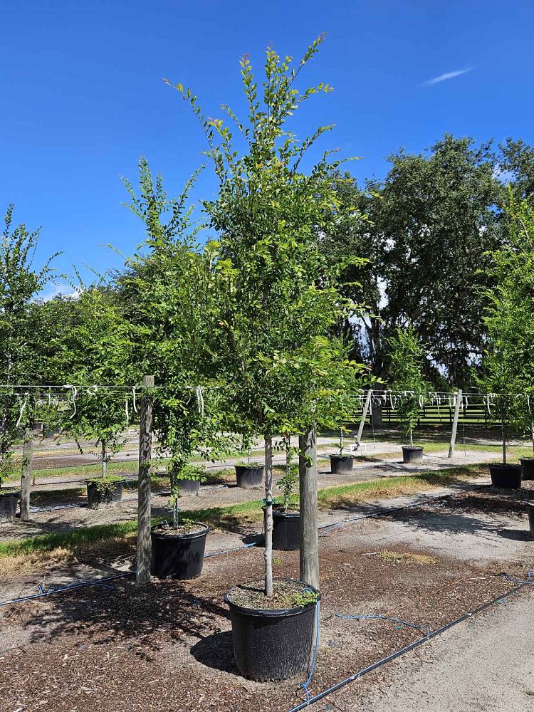 ulmus-alata-winged-elm